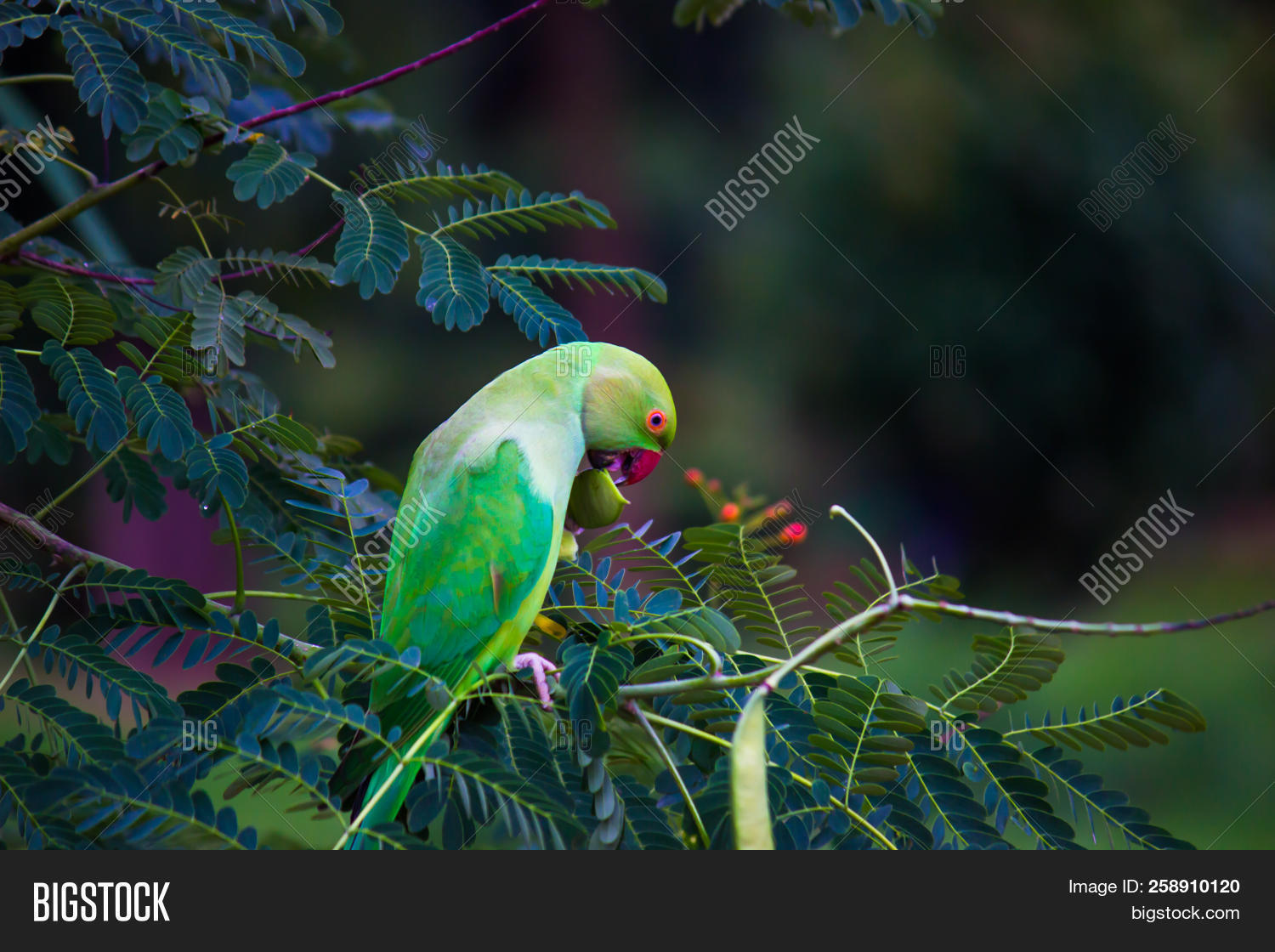Parrot Eating Fruit Image & Photo (Free Trial) Bigstock