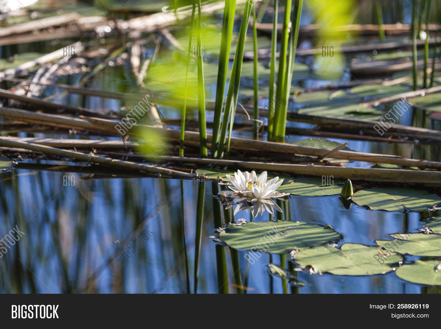 2 White water lily alba pond plants