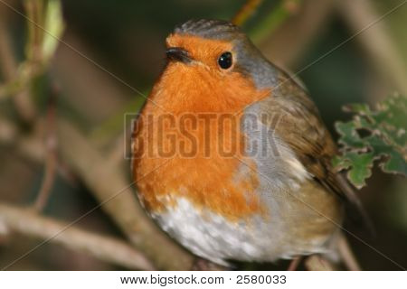 die fat robin