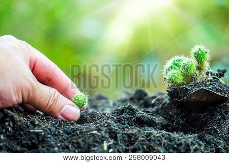 Small Plant Growing In The Garden. Fresh Start Of The Day. Save Environment And New Transformation L