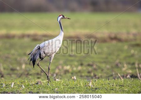 Eurasian Crane (grus Grus) In Green Grass Field And Looking In Camera
