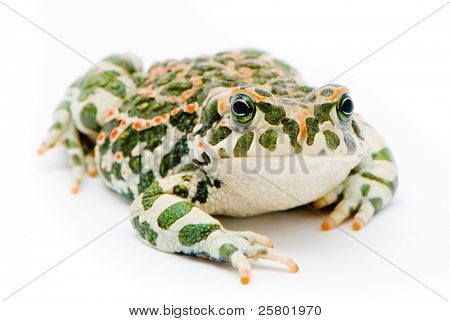 Bufo viridis. Grønne tudse på hvid baggrund.