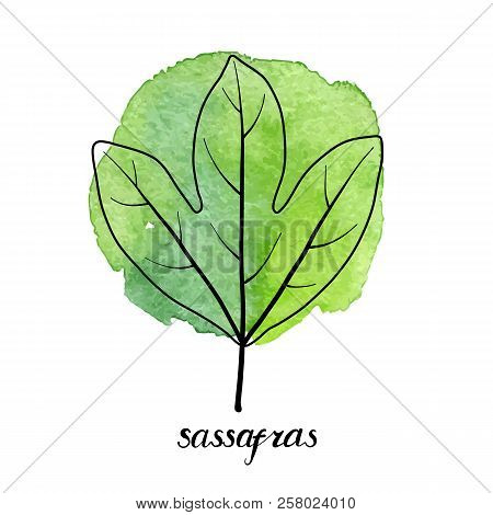 Vector Leaf Of Sassafras Tree At Green Watrcolor Paint Stains, Hand Drawn Illustration