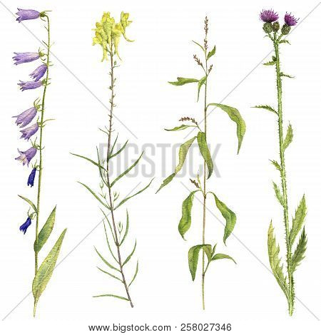 Set Of Isolated Watercolor Drawing Palnts And Flowers, Hand Drawn Illustration