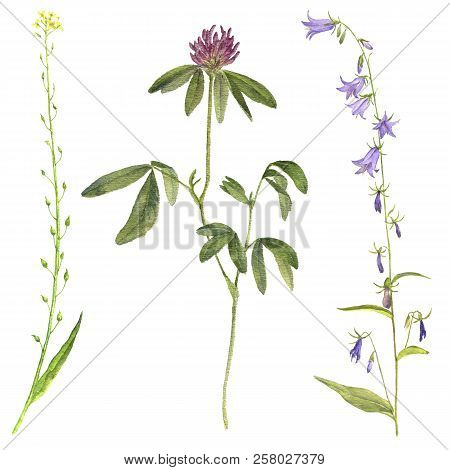Set Of Isolated Watercolor Drawing Palnts And Flowers, Hand Drawn Illustration