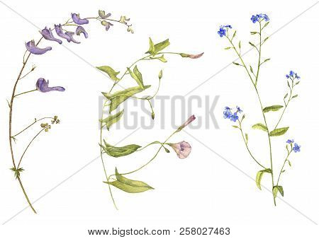 Set Of Isolated Watercolor Drawing Palnts And Flowers, Hand Drawn Illustration