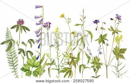 Background With Watercolor Drawing Palnts And Flowers, Hand Drawn Illustration