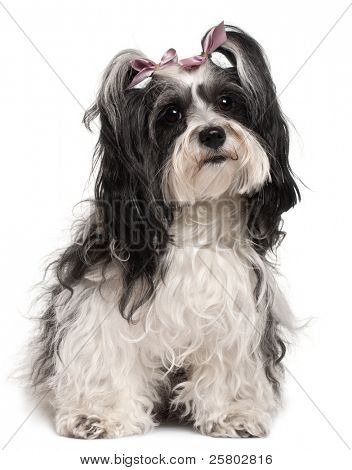 Havanese, 3 roky starý, sedí v přední části bílé pozadí