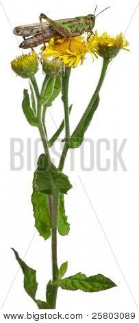 Grillo su un dente di Leone davanti a sfondo bianco