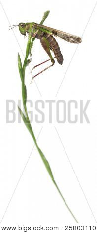 Grillo su un'erba davanti a sfondo bianco