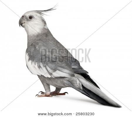 männlich Nymphensittich, Nymphicus Hollandicus, in front of white background