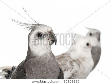 Nahaufnahme von männlichen und weiblichen Nymphensittich, Nymphicus Hollandicus, in front of white background