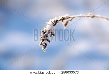 A Plant Covered With Ice And Snow On A Blue Winter Background