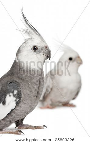 männliche und weibliche Nymphensittich, Nymphicus Hollandicus, in front of white background