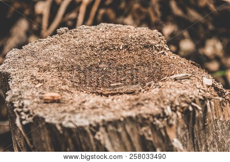 Old Rotten Chopped Wooden Stump Natue Background