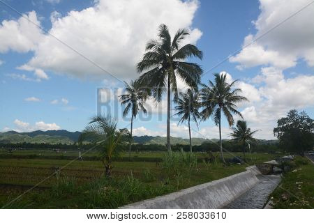 Panoramic Ponjong Village With Farm Field And Palm Trees At Gunungkidul, Yogyakarta, Indonesia