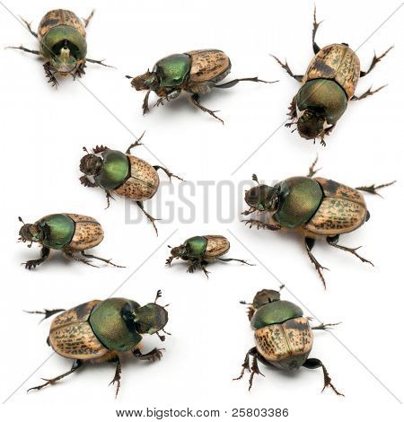 Scarabeo coleotteri - Onthophagus Sp, davanti a sfondo bianco