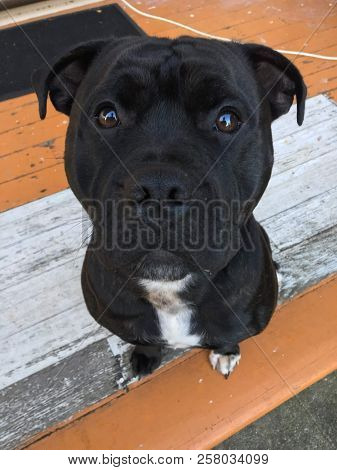 Close Up Of Dogs Face From Above, Cute Dog Portrait, Black And White Friendly Young Staffy Puppy, Ma