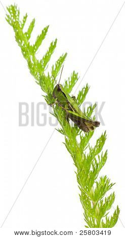 Grillo su una pianta di fronte a sfondo bianco