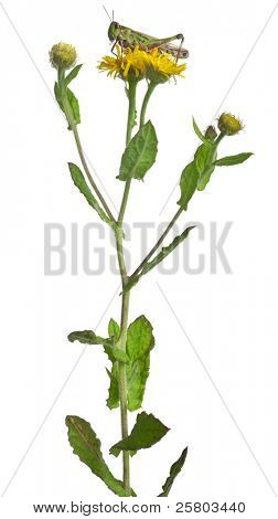 Grillo su un dente di Leone davanti a sfondo bianco