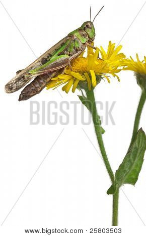 Grillo su un dente di Leone davanti a sfondo bianco