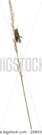 Grillo su un'erba davanti a sfondo bianco