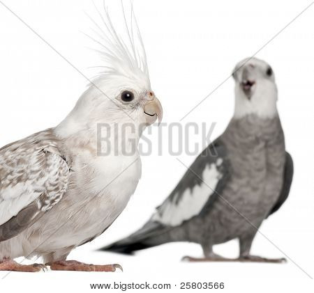 männliche und weibliche Nymphensittich, Nymphicus Hollandicus, in front of white background