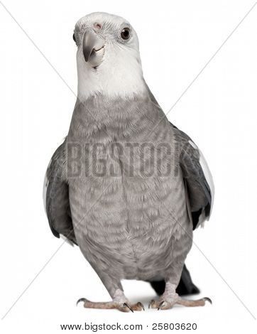 männlich Nymphensittich, Nymphicus Hollandicus, in front of white background