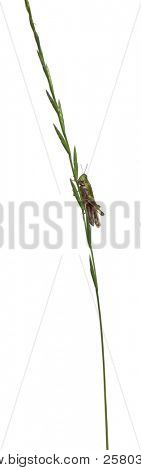 Grillo su un'erba davanti a sfondo bianco