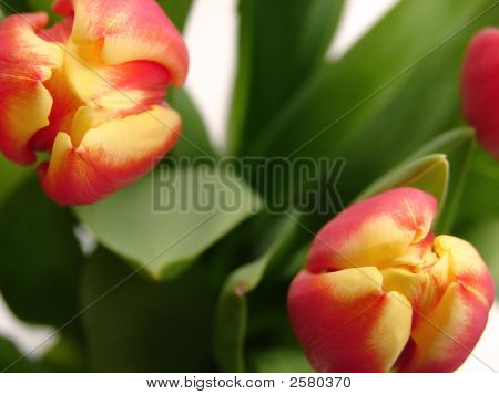 Tulipány