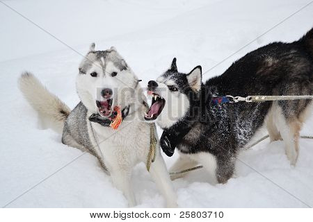 zwei aggressive Hunde