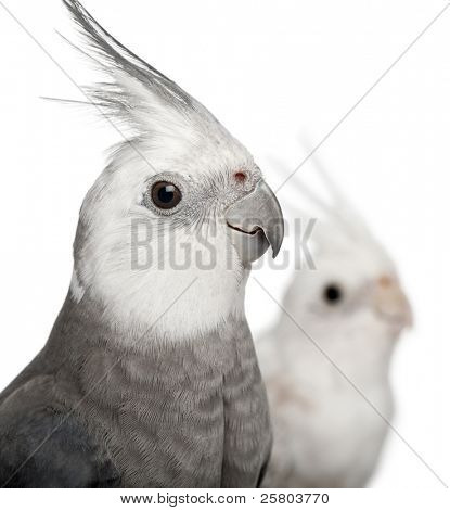 Nahaufnahme von männlichen und weiblichen Nymphensittich, Nymphicus Hollandicus, in front of white background