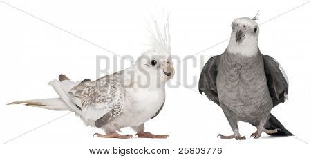 männliche und weibliche Nymphensittich, Nymphicus Hollandicus, in front of white background