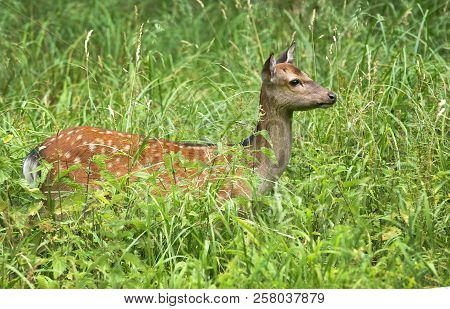 Female Fallow Deer In Dyrehaven, Klampenborg, Denmark