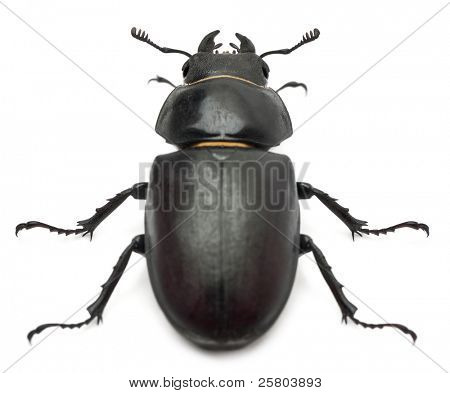 在白色背景前的女性 Lucanus 鹿 (鹿角甲虫)