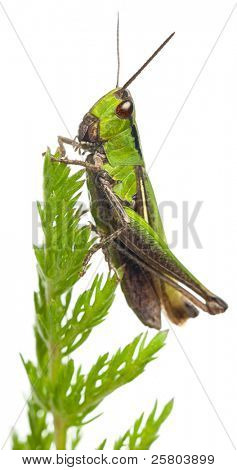 Grillo su una pianta di fronte a sfondo bianco