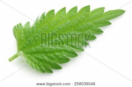 Closeup Of Nettle Leaves Isolated Over White Background