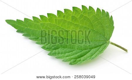 Closeup Of Nettle Leaves Isolated Over White Background