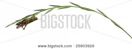 Grillo su un'erba davanti a sfondo bianco