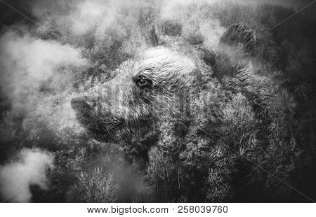 Black And White Collage: Bears Head And The Misty Forest. Double Exposition.