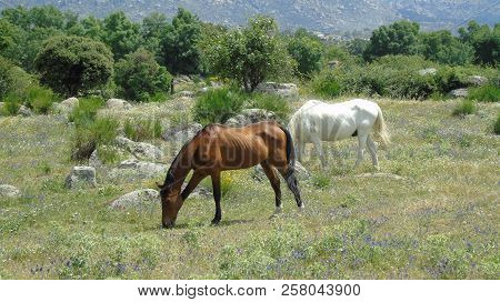 Horses Grazing In The Field. Cerceda, Madrid, Spain