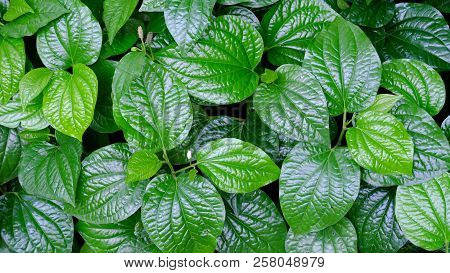 Close Up A Wild Betal Leafbush Growing In The Garden For Green Foliage Backdrop