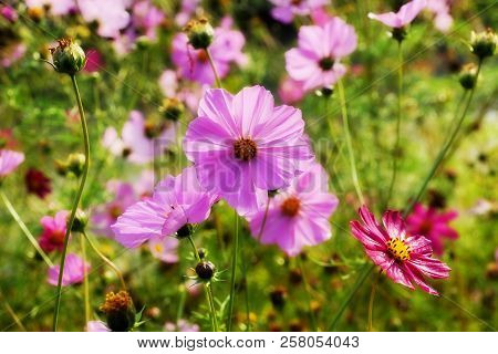 Floral Background. Pink Red Flowers Of Cosmea On A Multi-colored Blurred Background. Many Flowers In