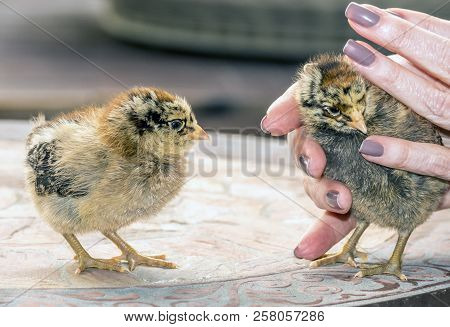 Chicks, Young Chickens On Table Playing With Hands