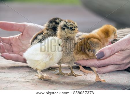 Chicks, Young Chickens On Table Playing With Hands