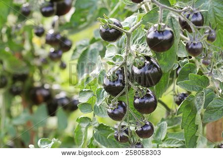 Black Tomatoes On A Branch In The Garden. Indigo Rose Tomato