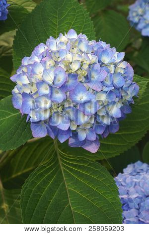 Bigleaf Hydrangea Flowers.
