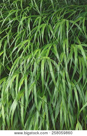 Japanese Forest Grass.