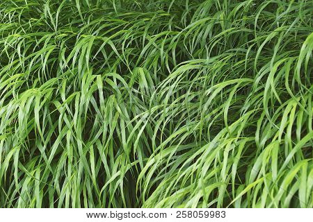 Japanese Forest Grass.