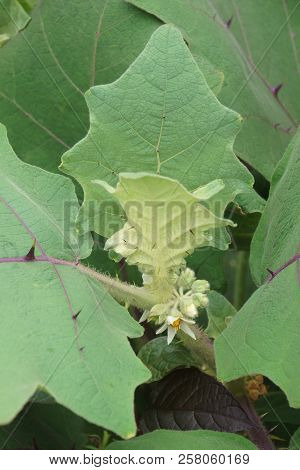 Close-up Mage Of Naranjilla (solanum Quitoense). Called Lulo Also.